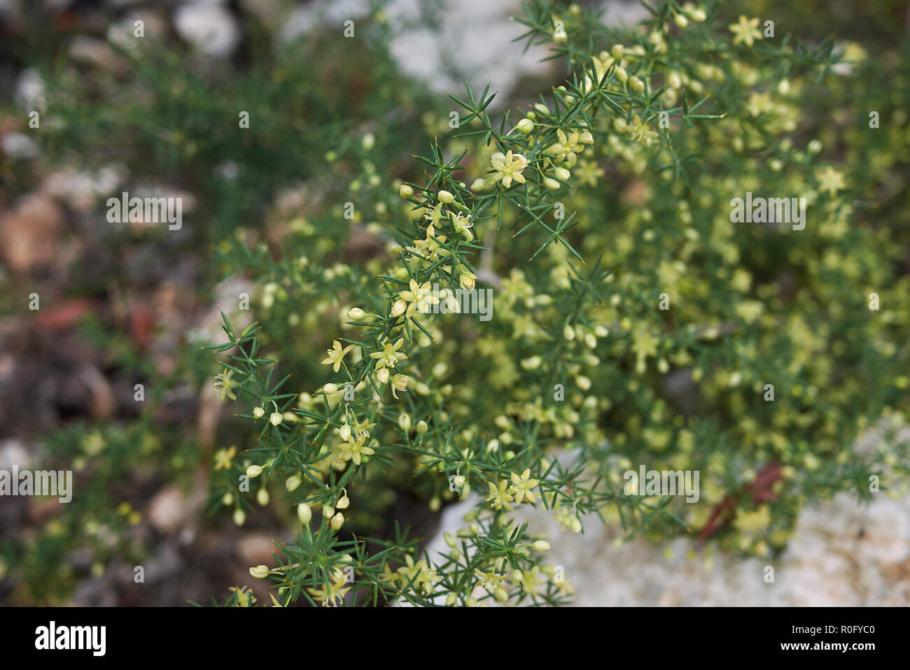 Asparagus acutifolius branch with flowers Stock Photo