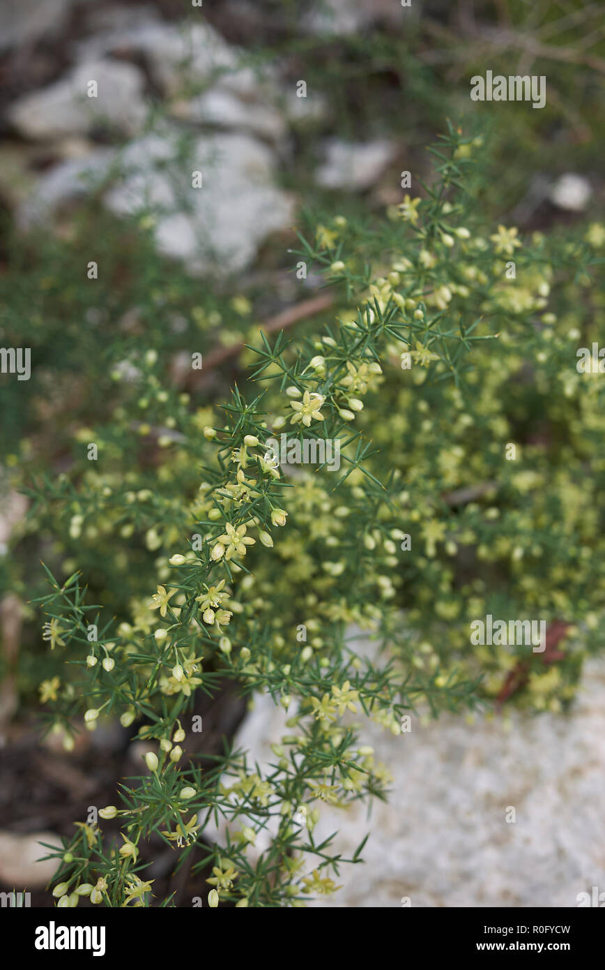 Asparagus acutifolius branch with flowers Stock Photo