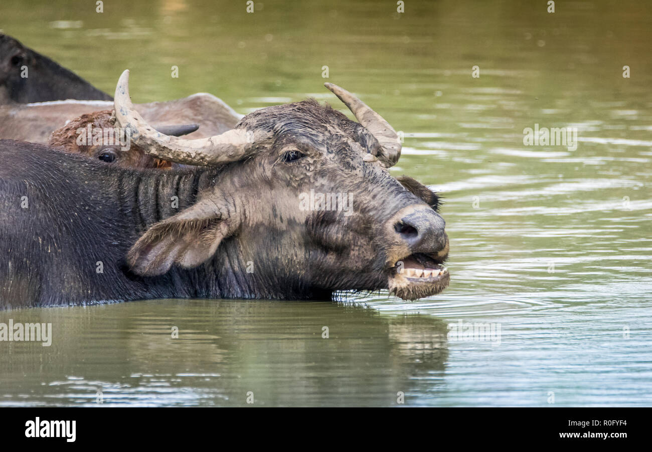 The water buffalo or Asian water buffalo is a large bovid originating