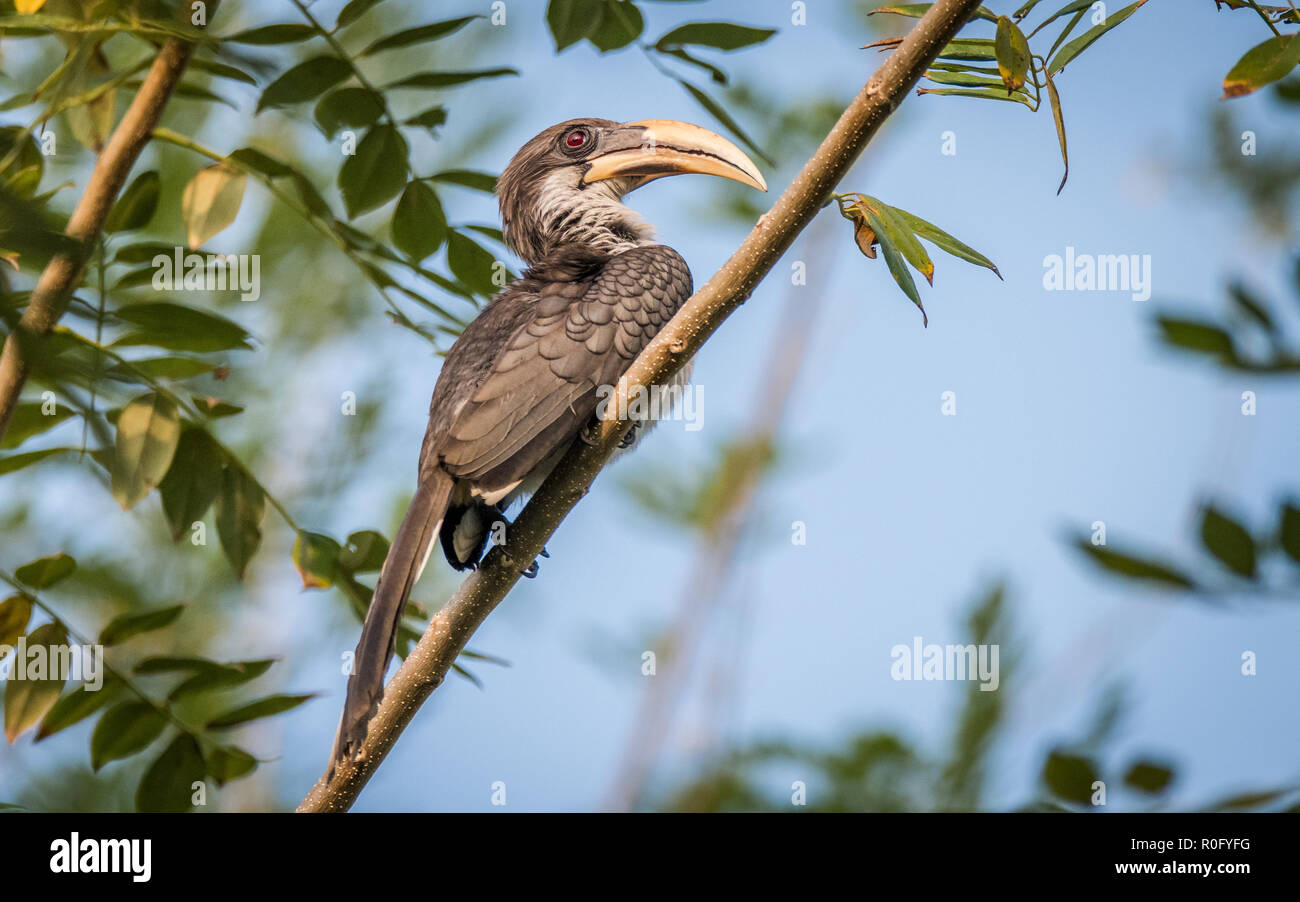 The Sri Lanka grey hornbill -  gingalensis, is a bird in the hornbill family and a widespread and common endemic resident breeder in Sri Lanka Stock Photo