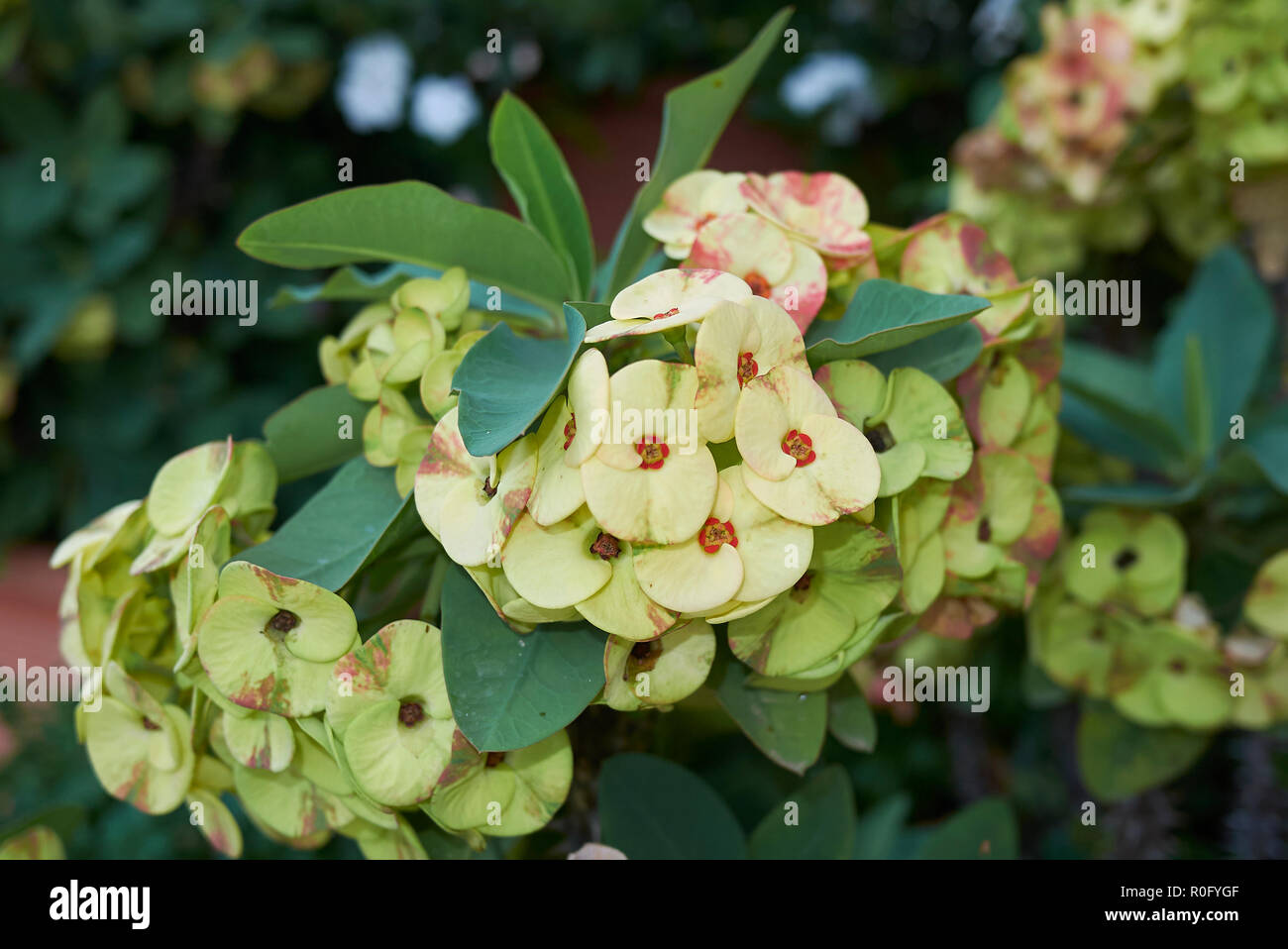 yellow inflorescence of Euphorbia milii Stock Photo