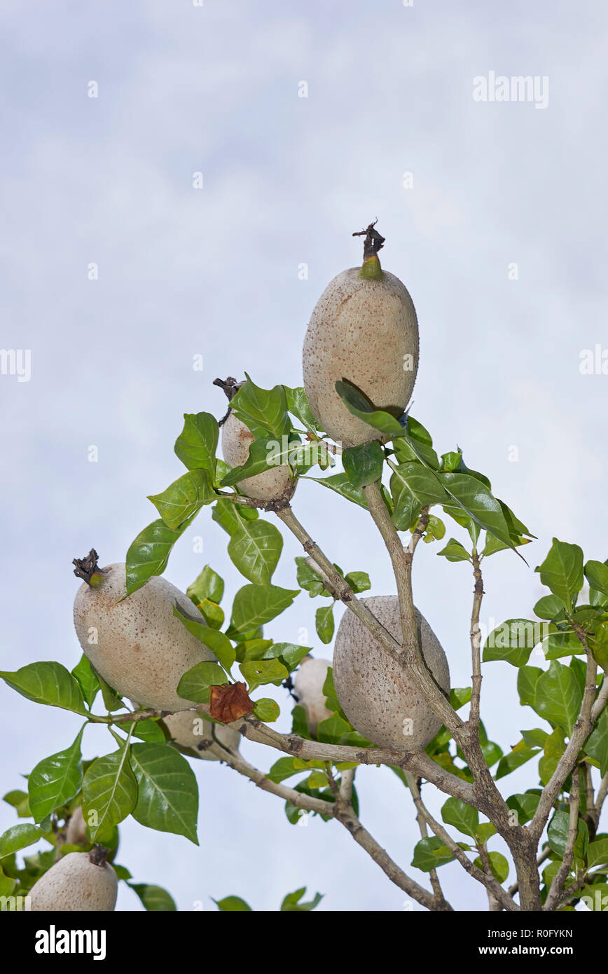 Gardenia thunbergia branch with fruit Stock Photo