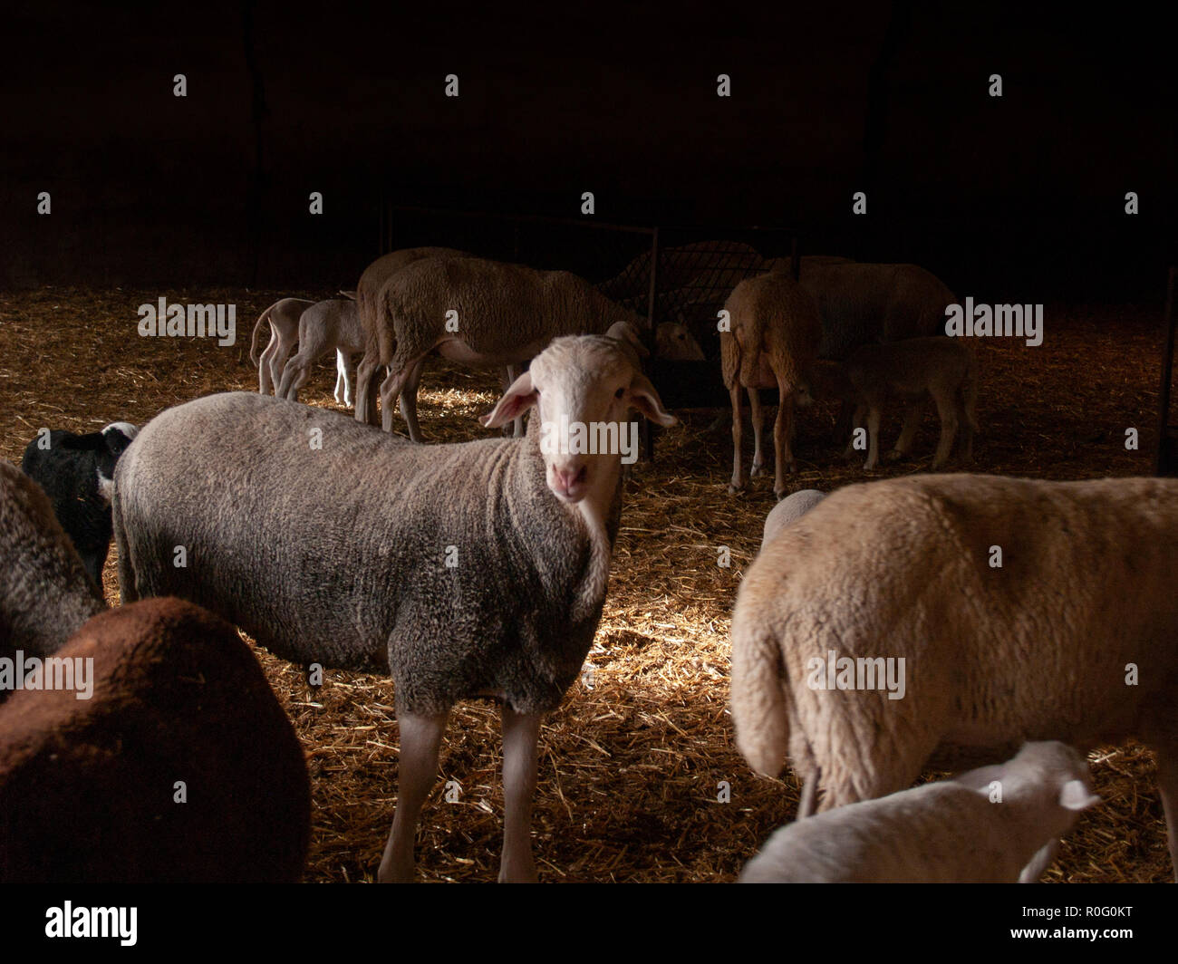 A flock of sheep, lambs and rams on a farm feeding Stock Photo Alamy