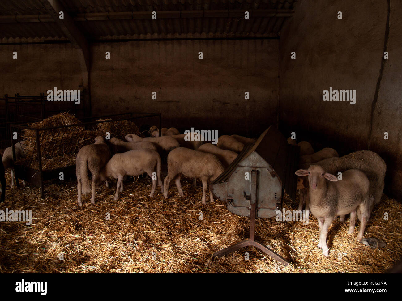 A flock of sheep, lambs and rams on a farm feeding Stock Photo Alamy