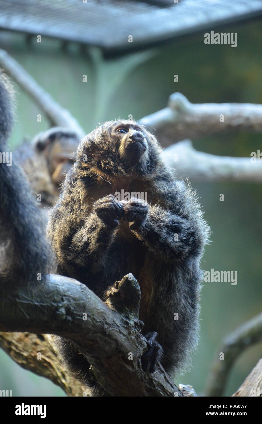 White-faced Saki Monkey Stock Photo - Alamy