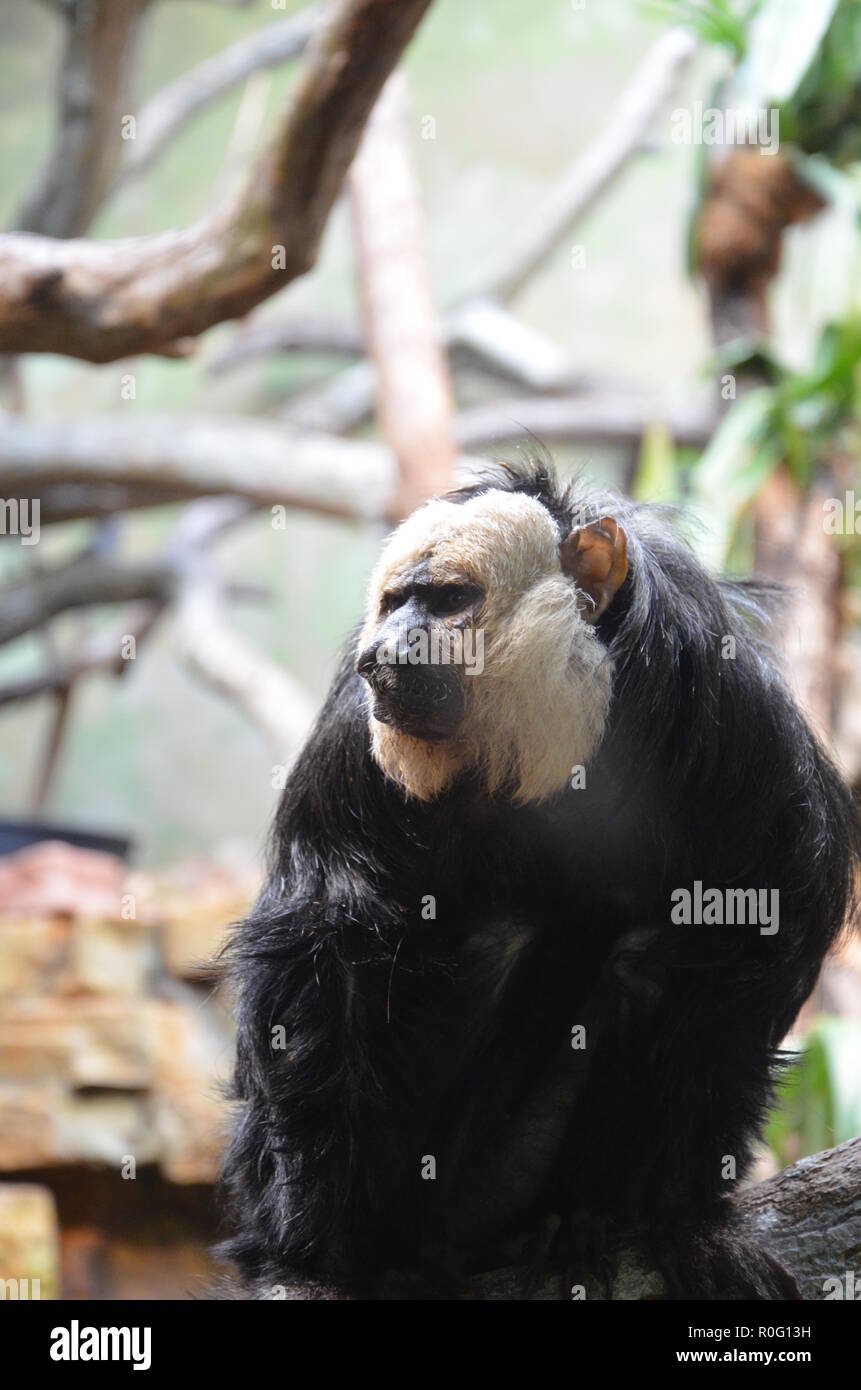 White-faced Saki Monkey Stock Photo - Alamy