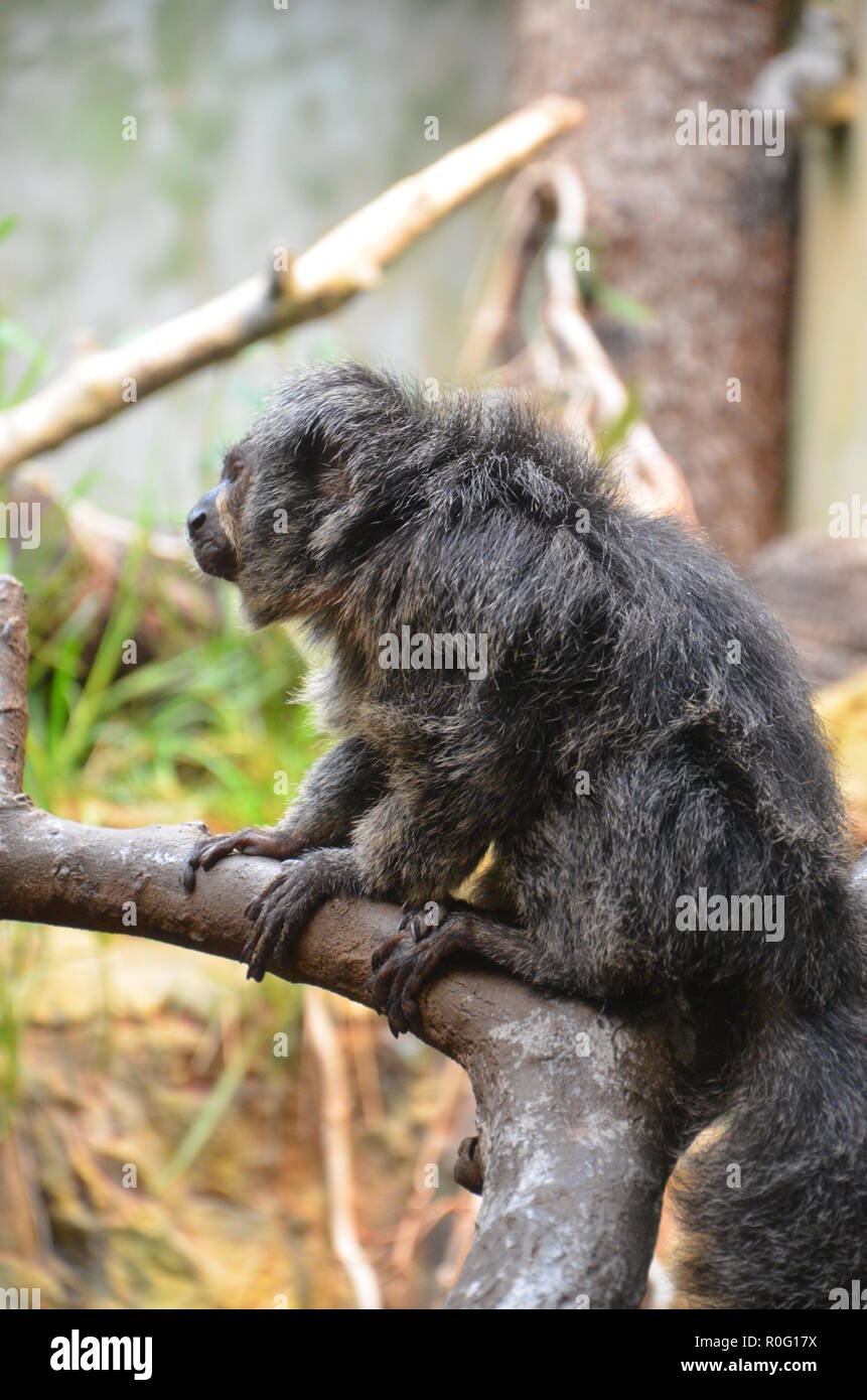 white-faced-saki-monkey-stock-photo-alamy