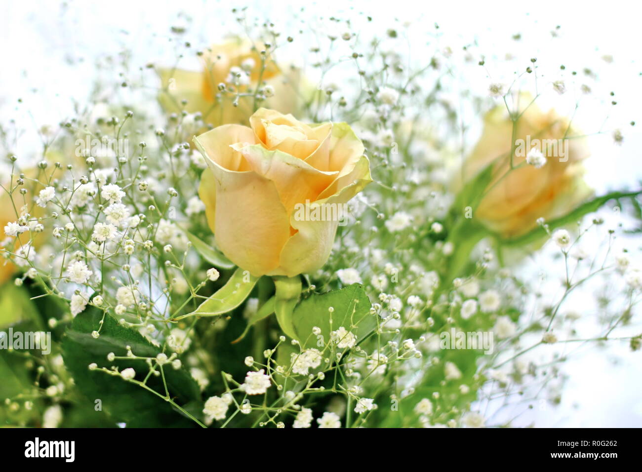 Beautiful bouquet of yellow roses and white little flowers with blur