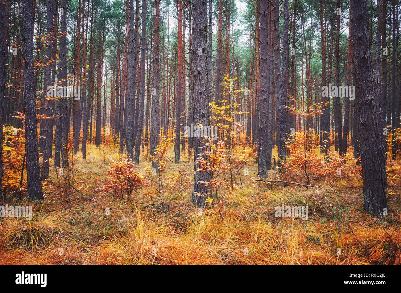 Picture of scenic autumnal forest landscape. Stock Photo