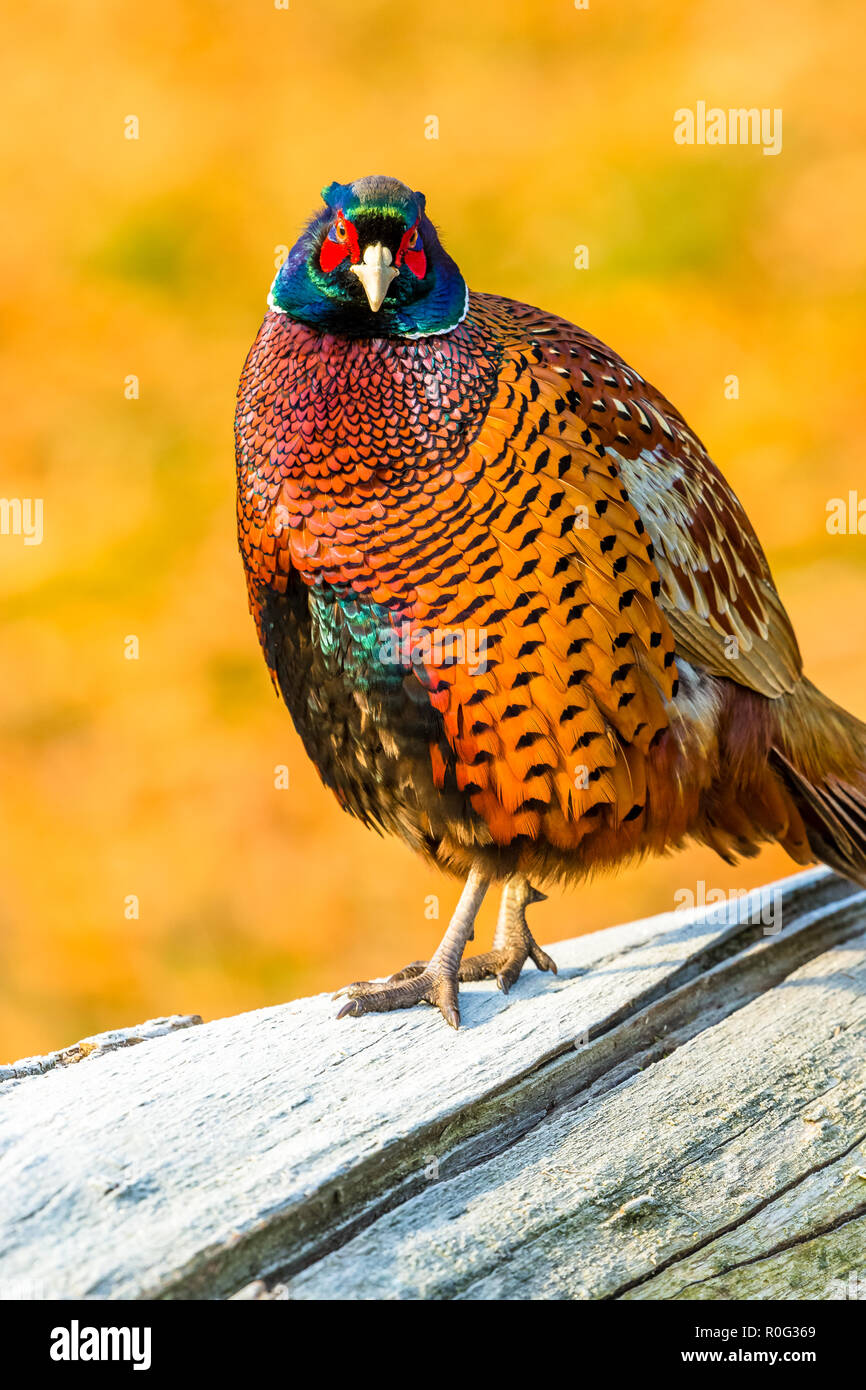 Pheasant Falling Pheasant on the wing hi-res stock photography and images - Alamy
