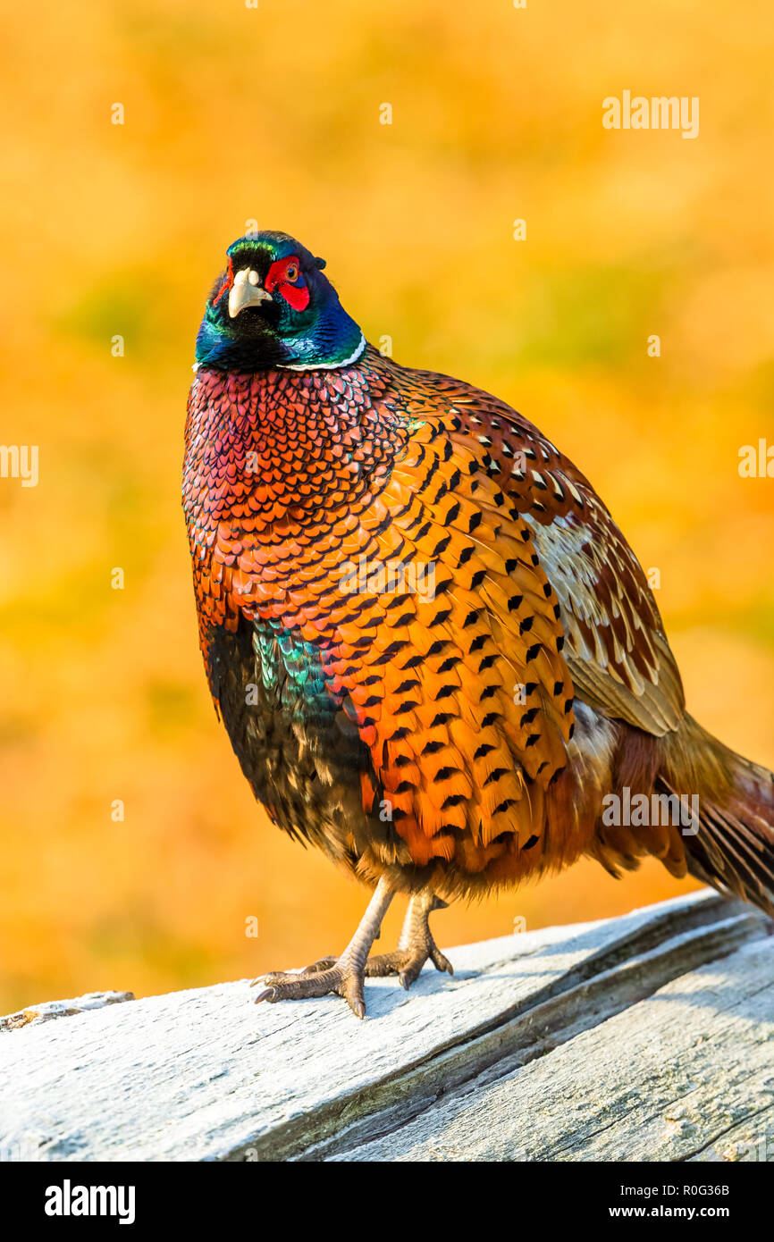 Pheasant, common, or ring necked pheasant. (Phasianus colchicus). Colourful male or cockbird perched on a frost covered log with rich Autumnal or fall Stock Photo