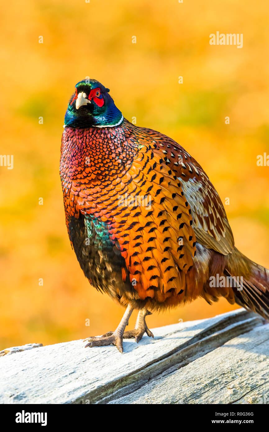 Pheasant, common, or ring necked pheasant. (Phasianus colchicus). Colourful male or cockbird perched on a frost covered log with rich Autumnal or fall Stock Photo