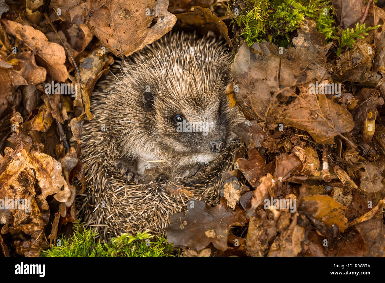 Hedgehog (Erinaceus Europaeus) wild, native, European hedgehog curled into a ball hibernating amongst fallen, golden brown Autumn leaves. Horizontal. Stock Photo