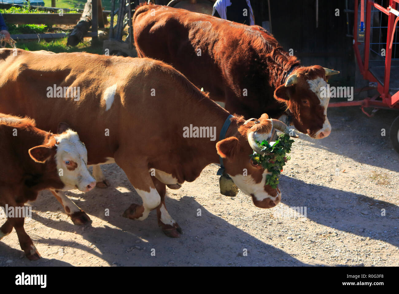 Rinder, Kühe, Kälbchen und Bullen, mit Blumen geschmückt, beim Weideabtrieb Stock Photo