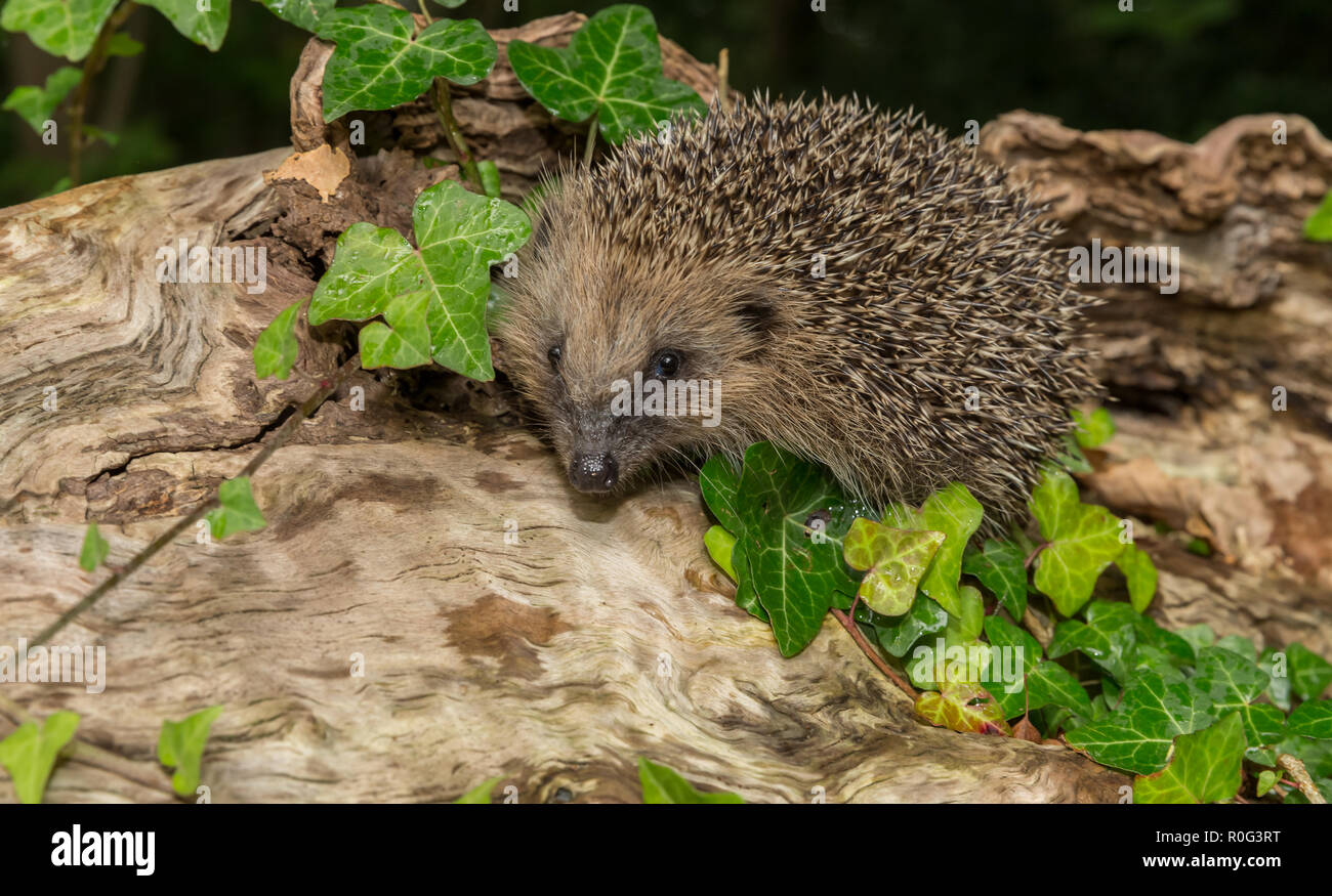 Hedgehog, wild, native, European hedgehog in natural woodland setting with green, wet ivy.Facing left.Scientific name: Erinaceus europaeus. Horizontal Stock Photo