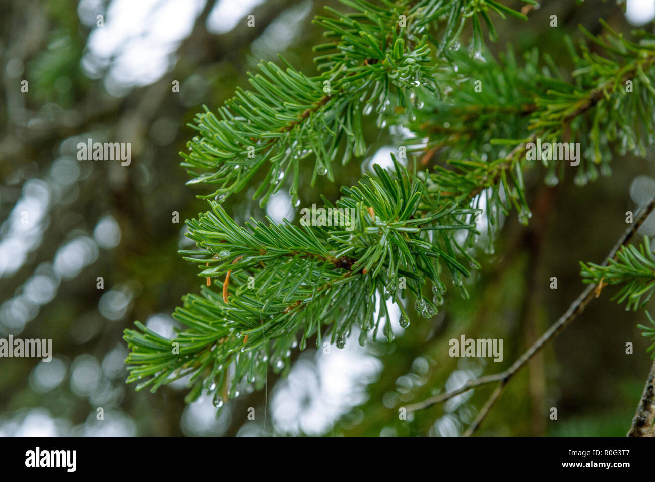 Pine needles in the Pacific Northwest gather fresh rainwater during an autumn storm Stock Photo