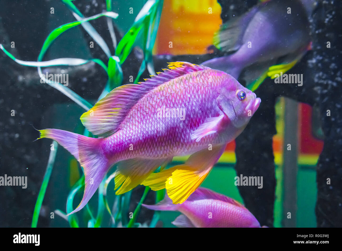 beautiful vibrant pink purple and yellow colored cichlid tropical fish underwater sea life animal portrait Stock Photo