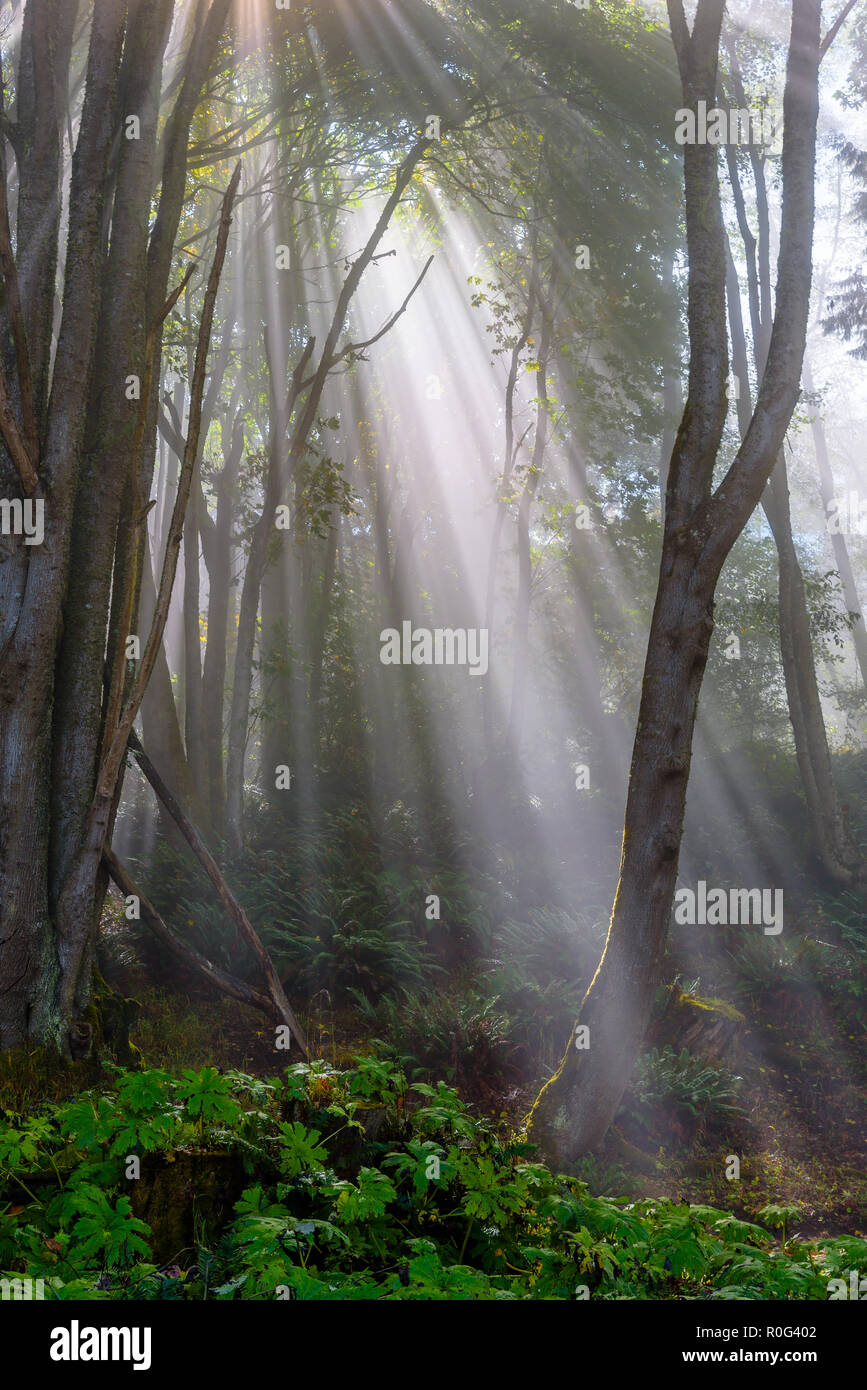 Tree forest beams god rays hi-res stock photography and images - Alamy