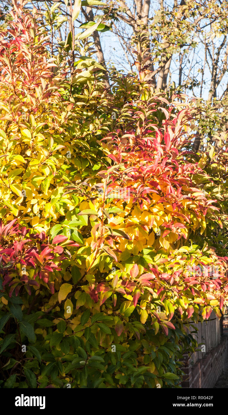 Autumn leaf colours Red Orange Yellow Green on Forsythia bush Stock Photo