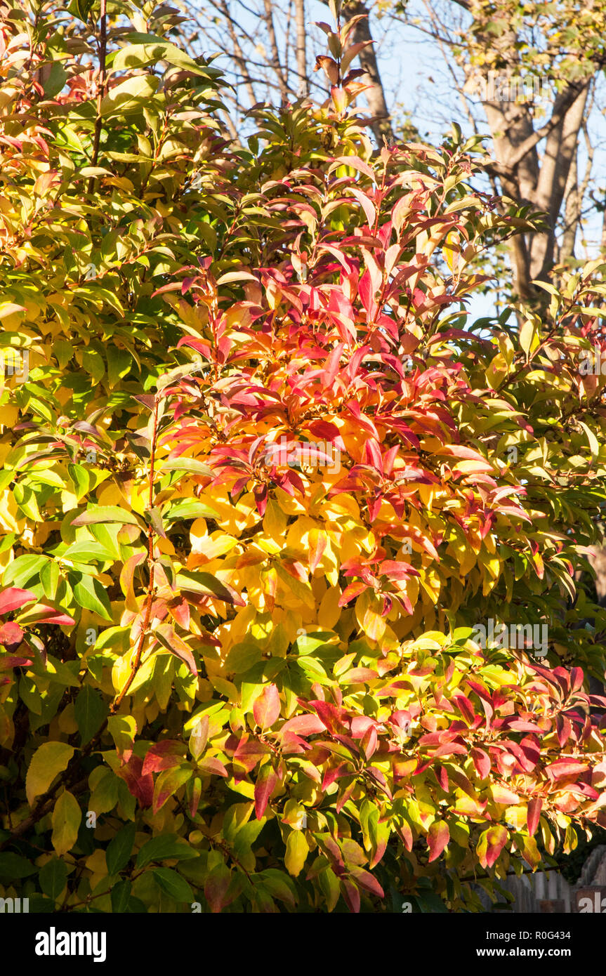 Autumn leaf colours Red Orange Yellow Green on Forsythia bush Stock Photo