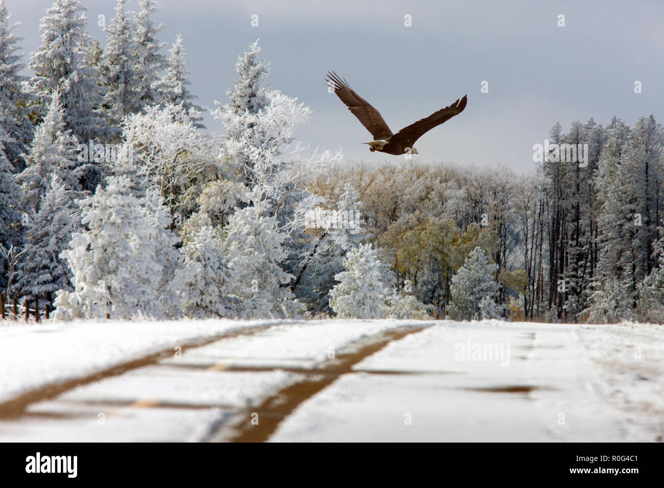 Cypress Hills First Snowfall Alberta Bald Eagle in Flight Stock Photo