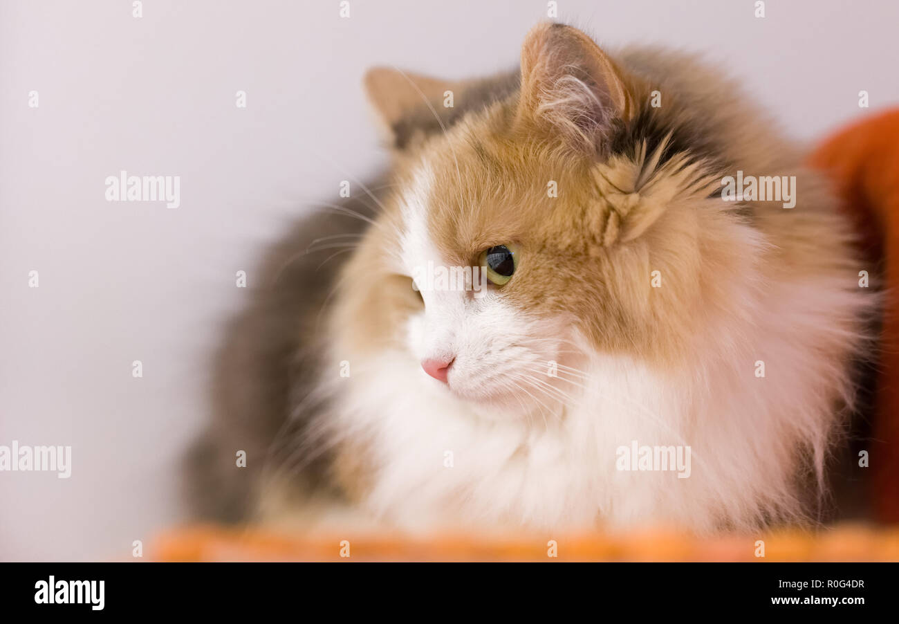 Orange katze hi-res stock photography and images - Alamy