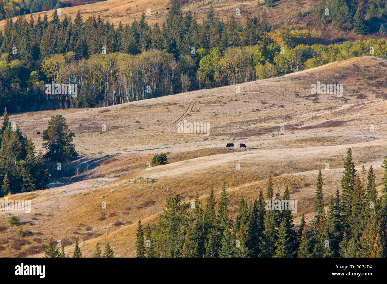 Cypress Hills First Snowfall Alberta Saskatchewan Canada Stock Photo