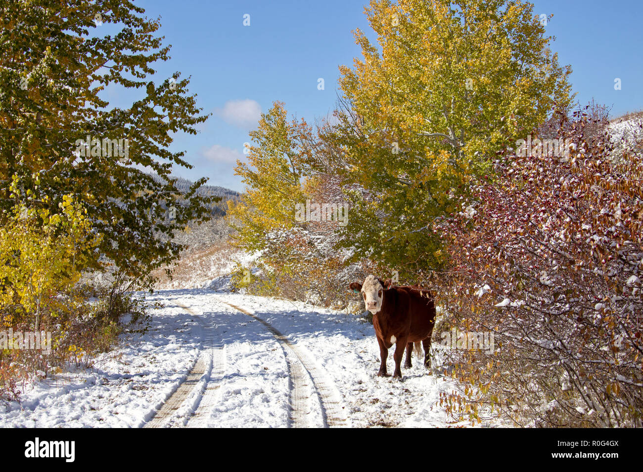 Cypress Hills First Snowfall Alberta Saskatchewan Canada Stock Photo
