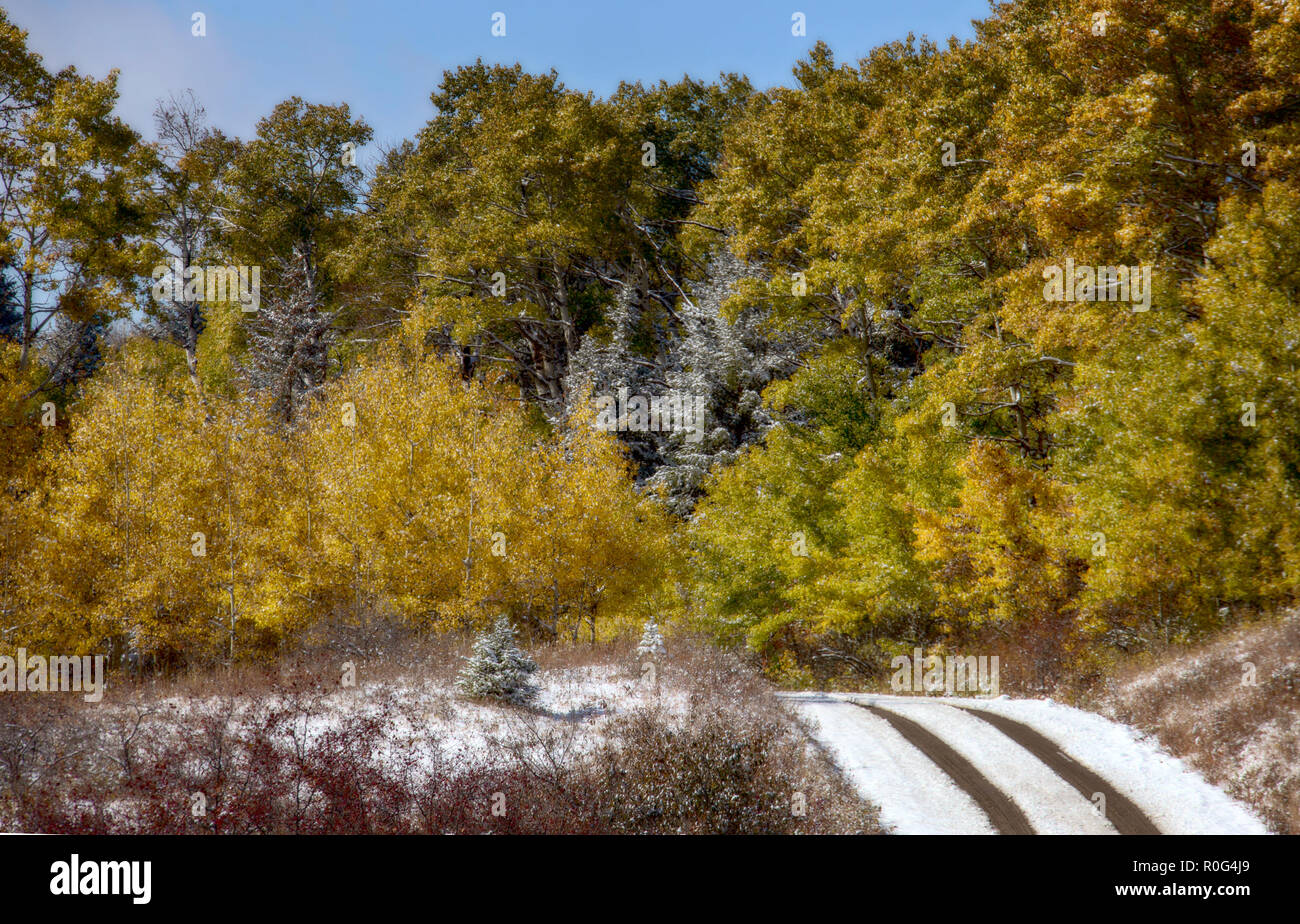 Cypress Hills First Snowfall Alberta Saskatchewan Canada Stock Photo
