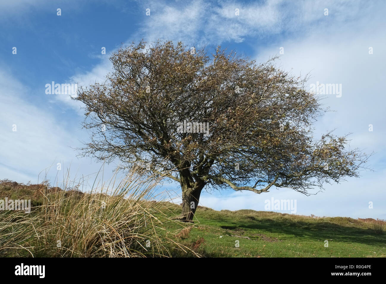 Solitary Hawthorn Tree Near The Burway Long Synalds Long Mynd In The Shropshire Hills Above Church Stretton Shropshire Stock Photo Alamy Solitary Hawthorn Tree Near The Burway Long Synalds Long Mynd In The Shropshire Hills Above Church Stretton Shropshire Stock Photo Alamy