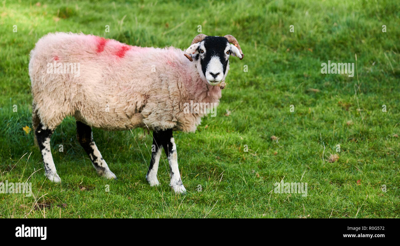 Sheep at Austwick, Yorkshire Dales, northern England, UK Stock Photo