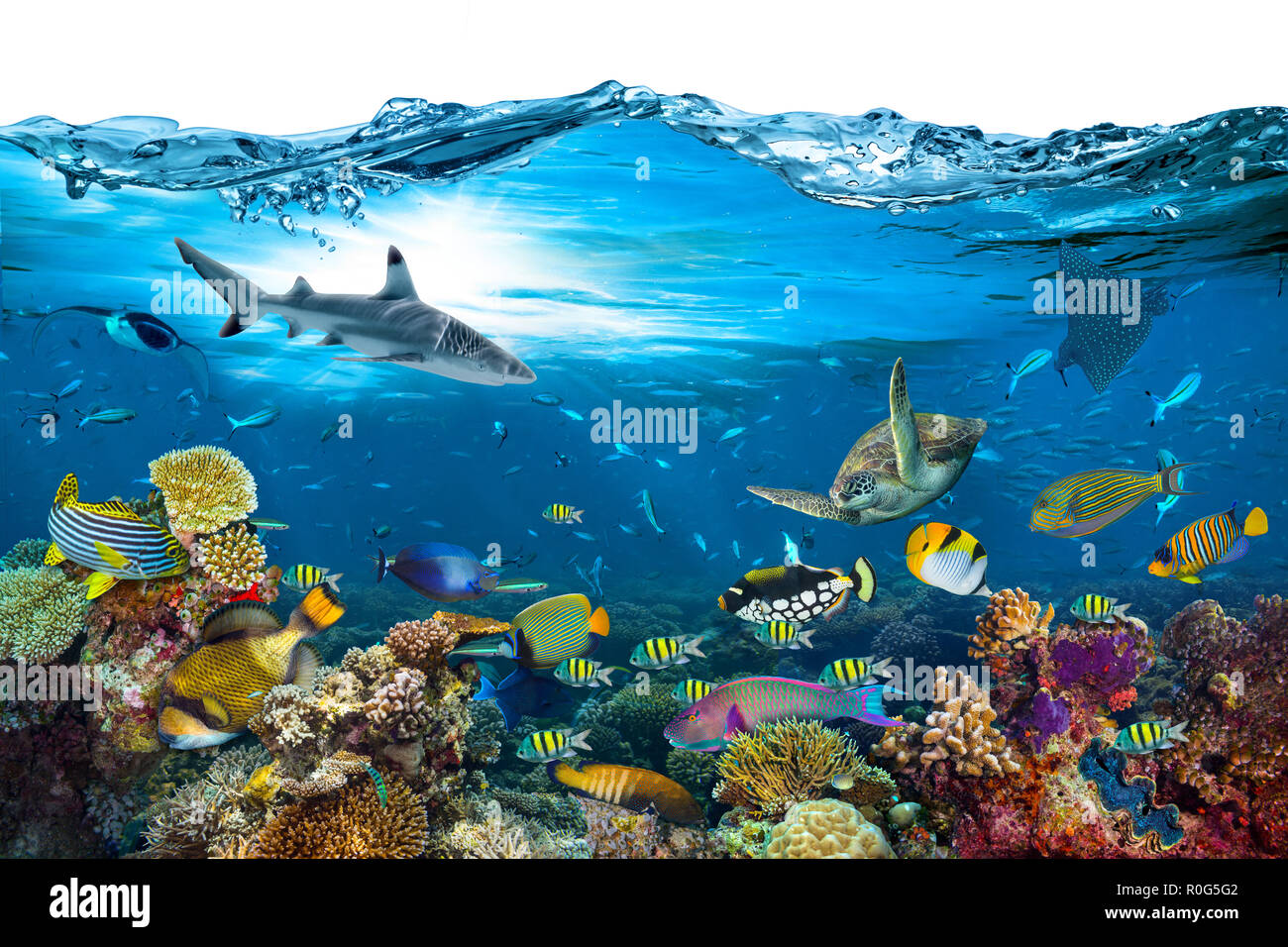 underwater paradise background coral reef wildlife nature collage with shark manta ray sea turtle colorful fish with wave in front isolated on white b Stock Photo