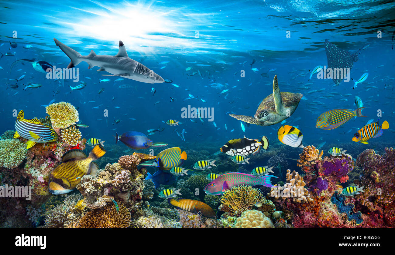 underwater paradise background coral reef wildlife nature collage with shark manta ray sea turtle colorful fish background Stock Photo