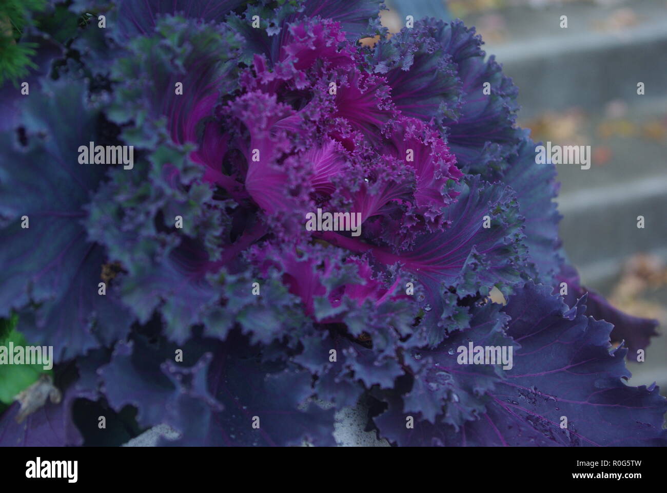 Purple leaf up close hi-res stock photography and images - Alamy