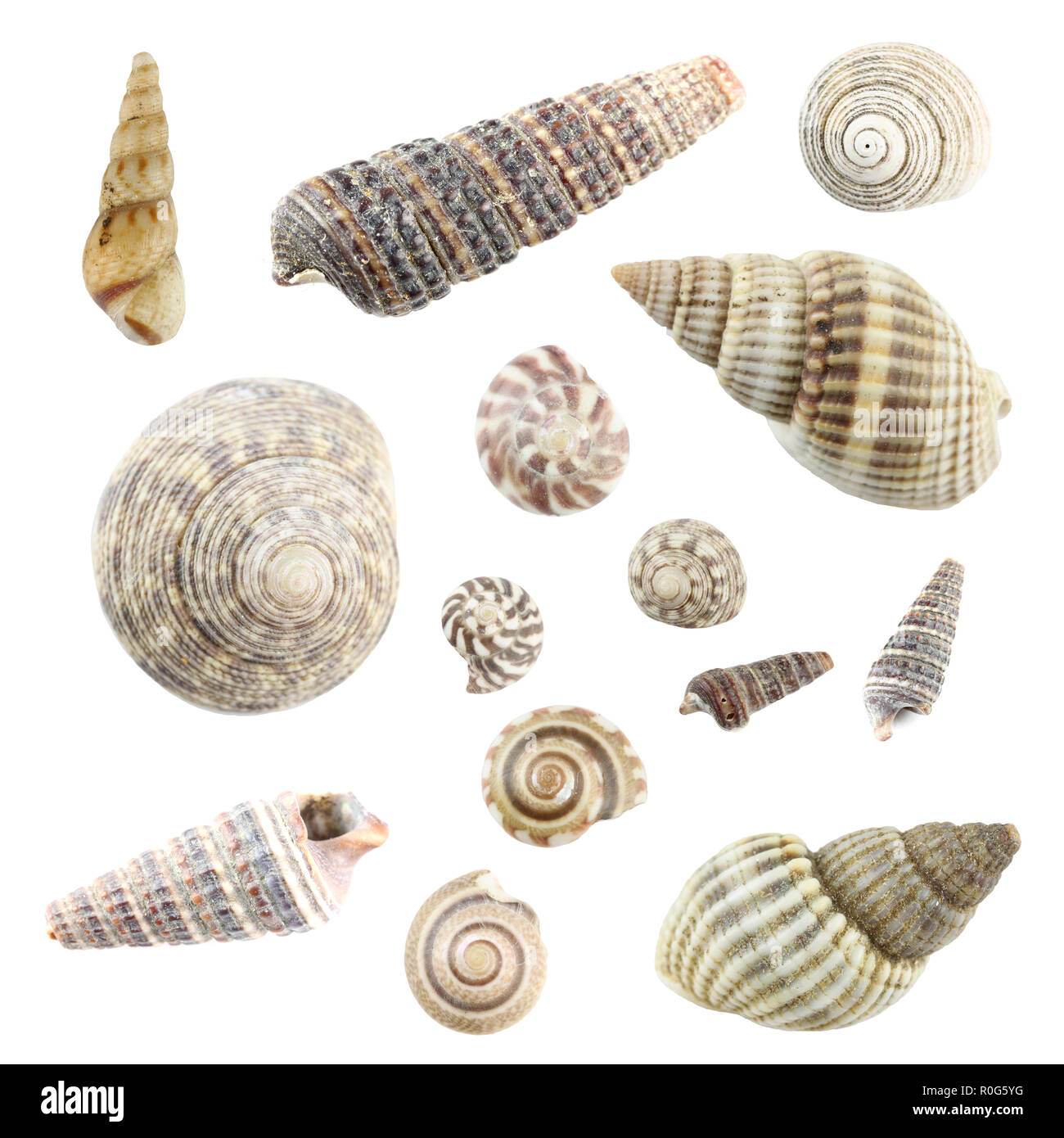 Sea Shell set isolated on white background Stock Photo - Alamy