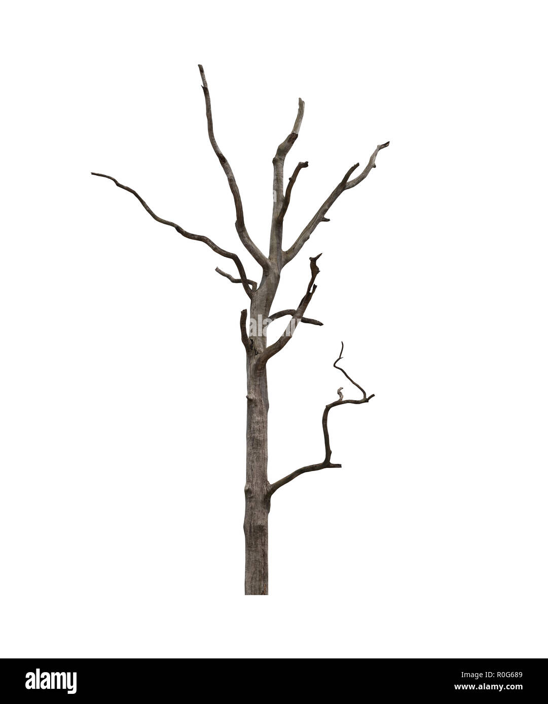 dead trees isolated on the white background Stock Photo Alamy