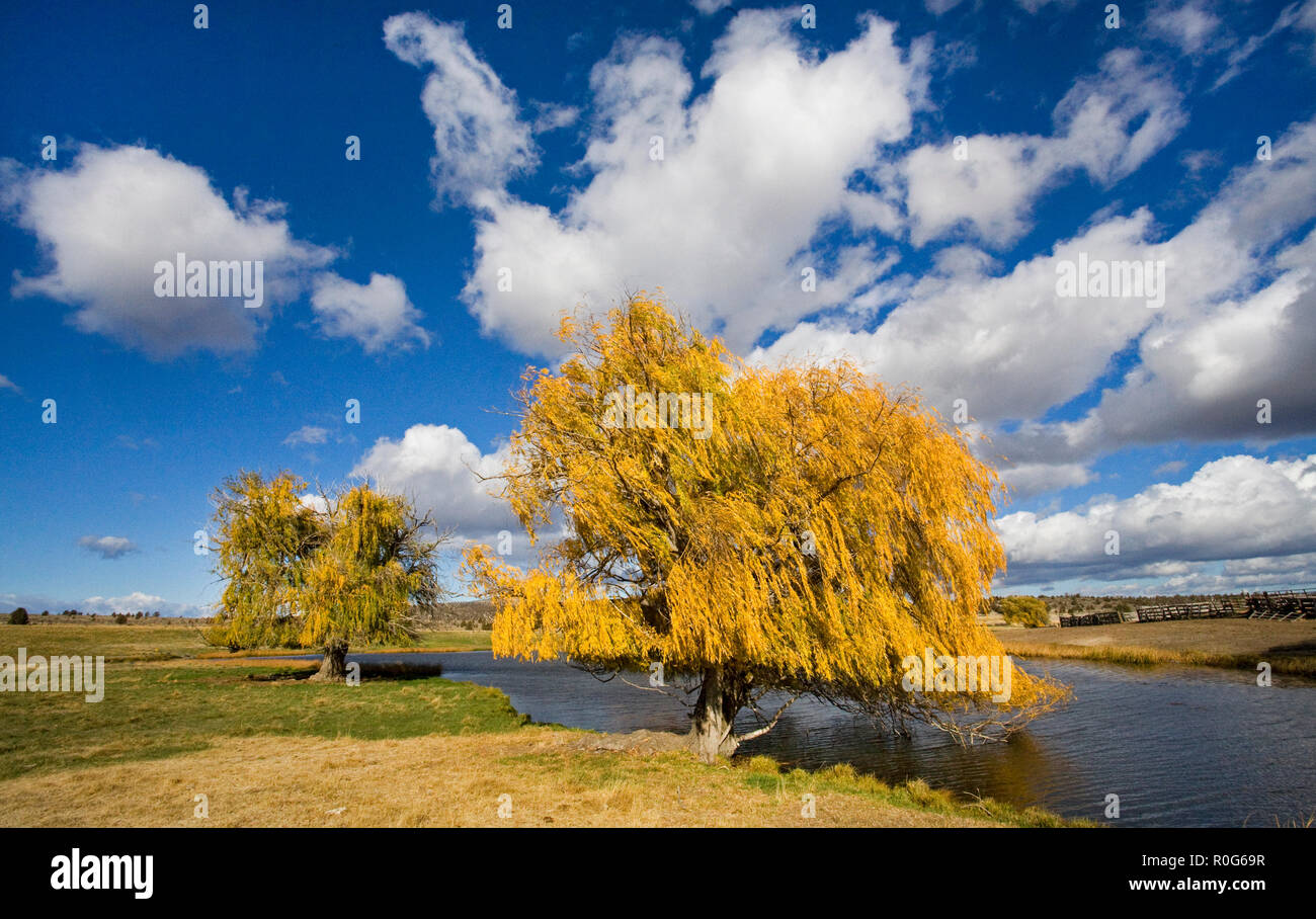 Autumn Willow Tree High Resolution Stock Photography And Images Alamy