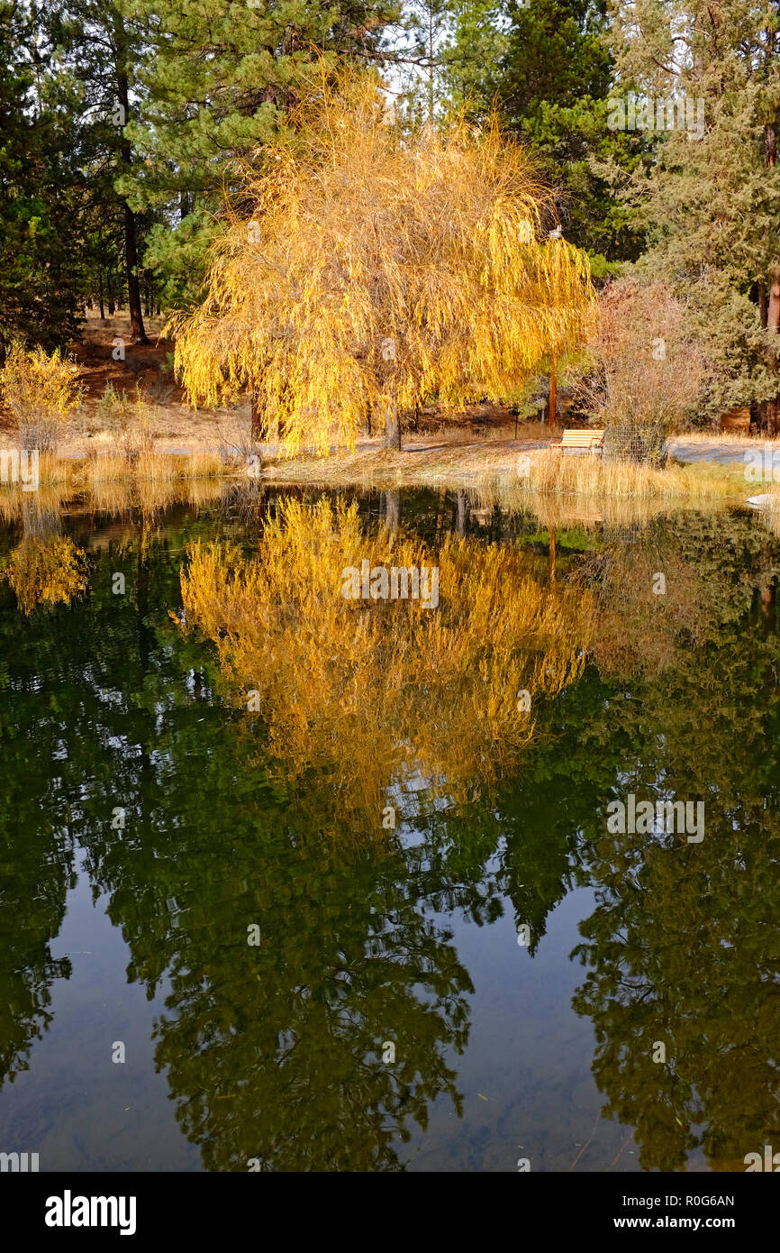 The reflection of a willow tree turning gold in the autumn in a small pond near Bend, Oregon. Stock Photo