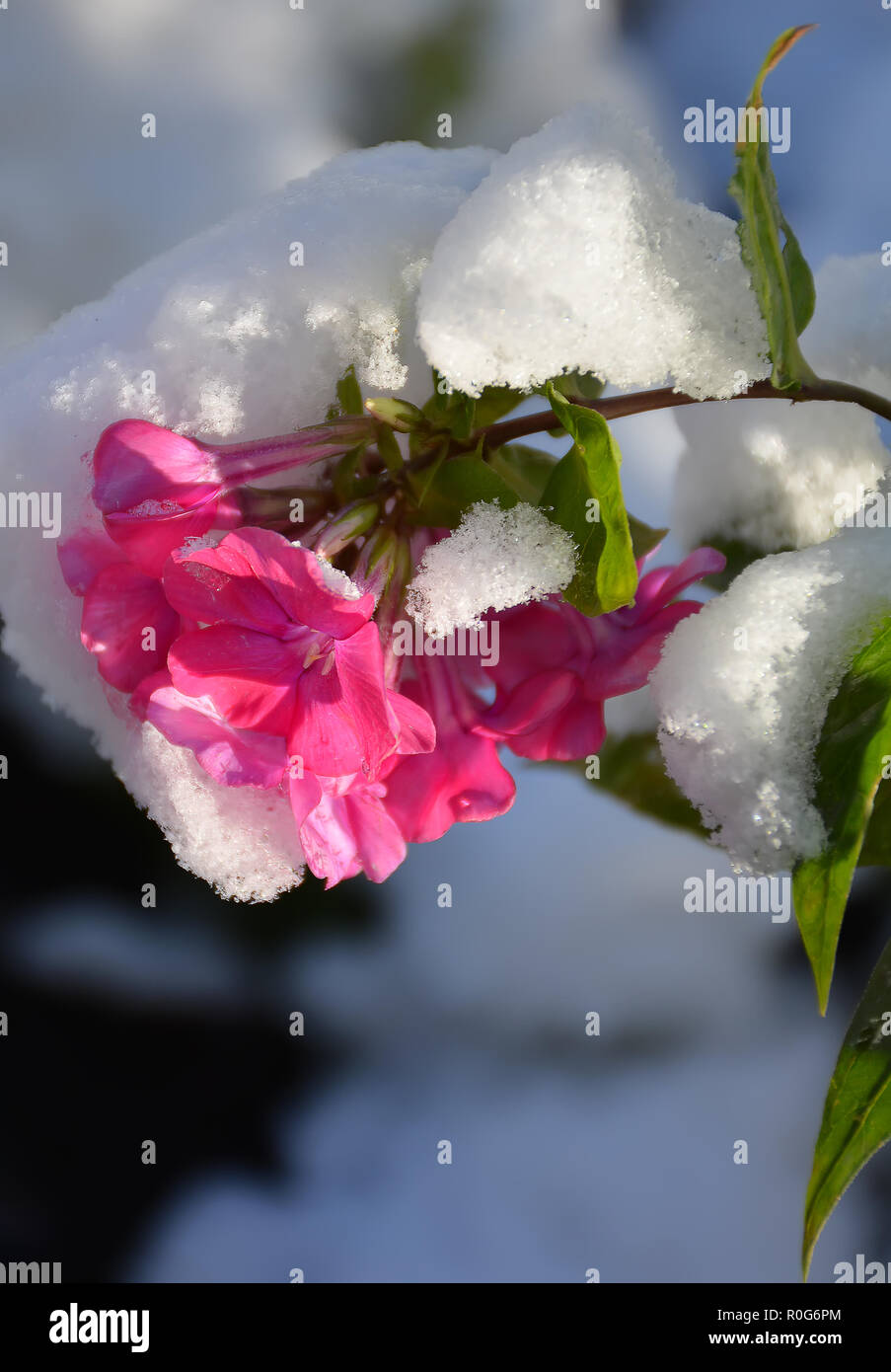 Blooming pink Phlox under the first snow. Sunny autumn morning. Stock Photo