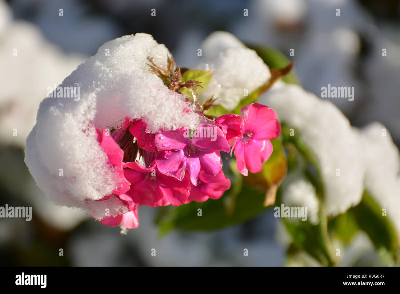 Blooming pink Phlox under the first snow. Sunny autumn morning. Stock Photo