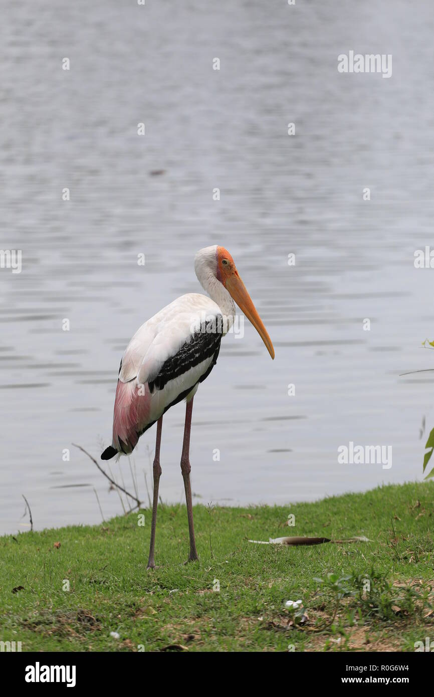 Painted Stork (Mycteria leucocephala) in pond,Tropical birds that migrate and go to large flocks. Stock Photo