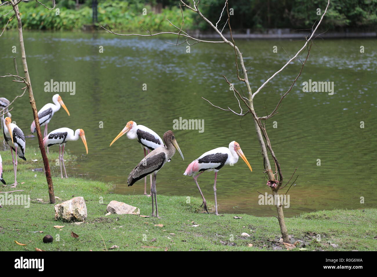 Painted Stork (Mycteria leucocephala) in pond,Tropical birds that migrate and go to large flocks. Stock Photo