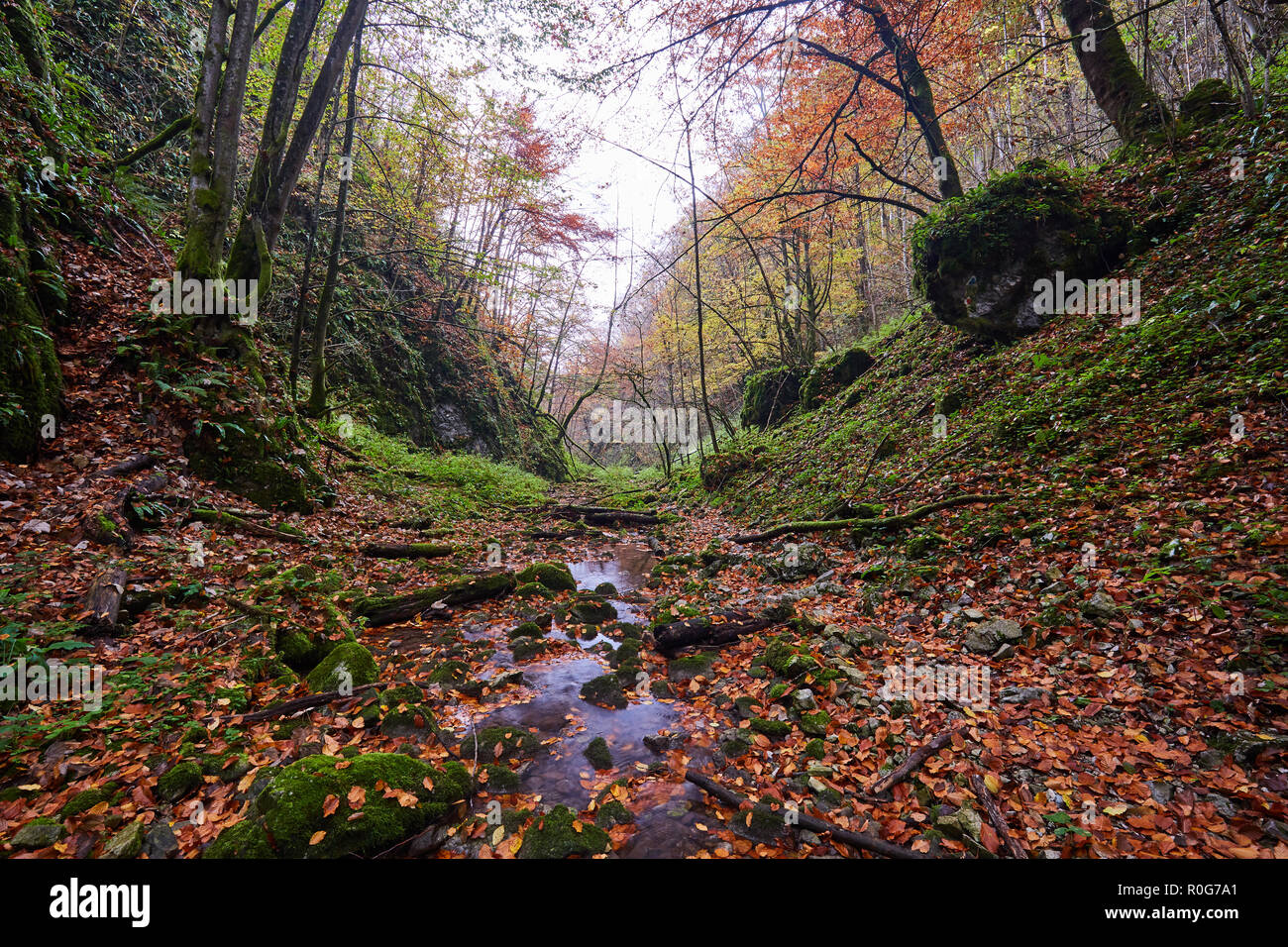Landscape with a river flowing through a colorful forest in the autumn ...