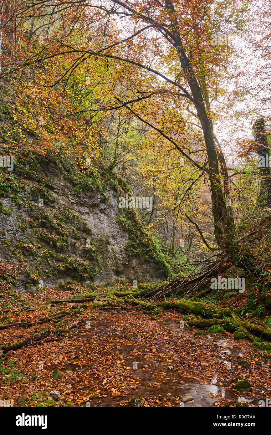 Landscape with a river flowing through a colorful forest in the autumn ...