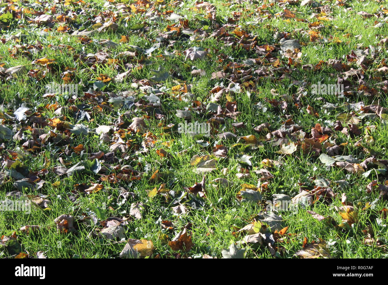 Leaves on ground in Autumn in early afternoon sunshine Stock Photo