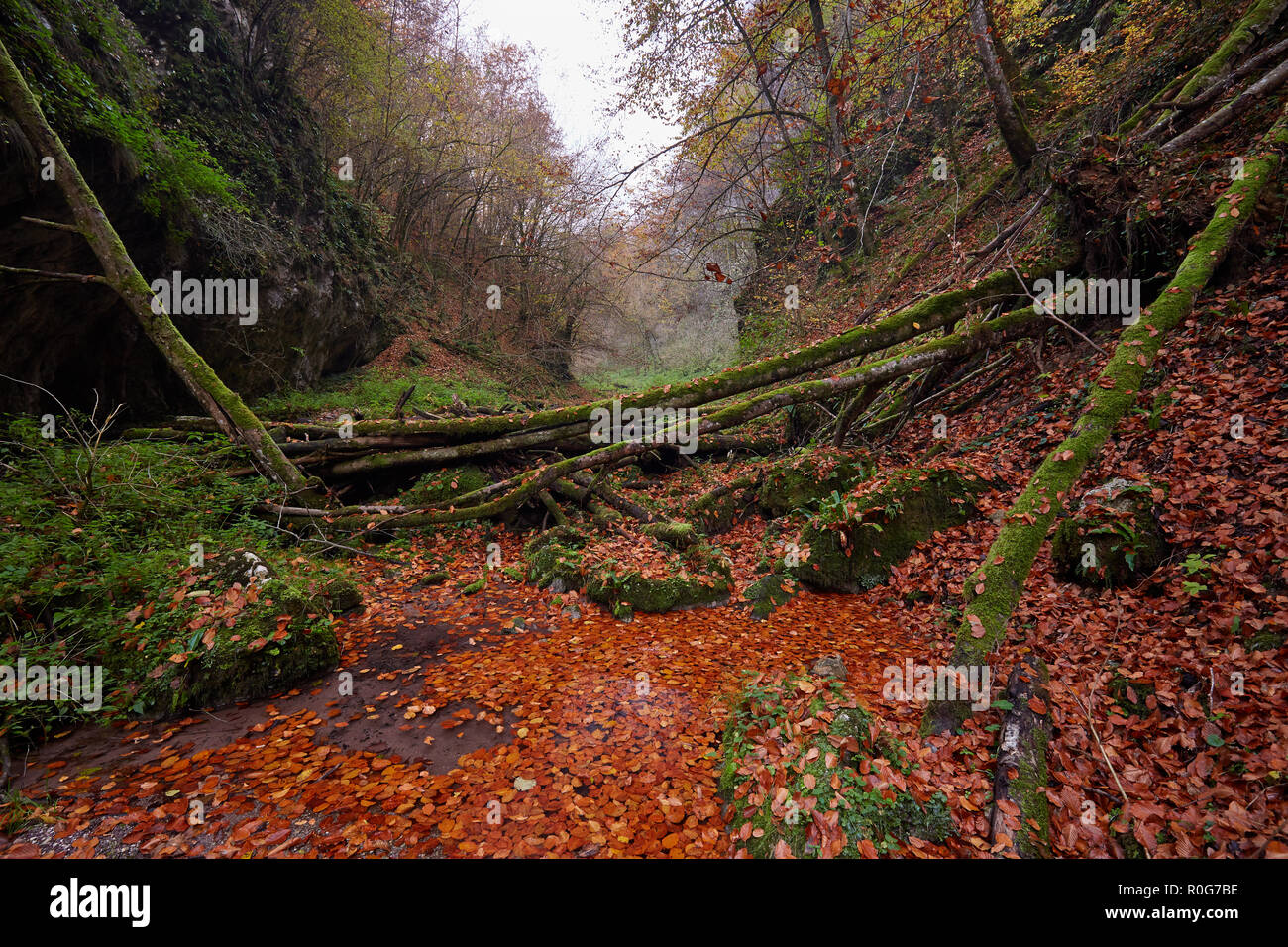 Landscape with a river flowing through a colorful forest in the autumn ...
