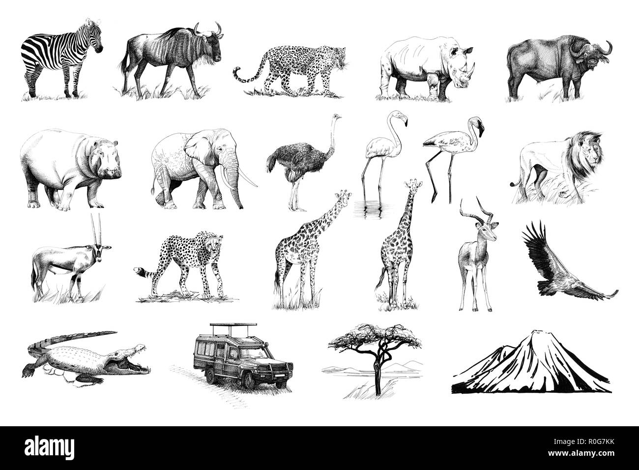 African animals illustrations hi-res stock photography and images - Alamy