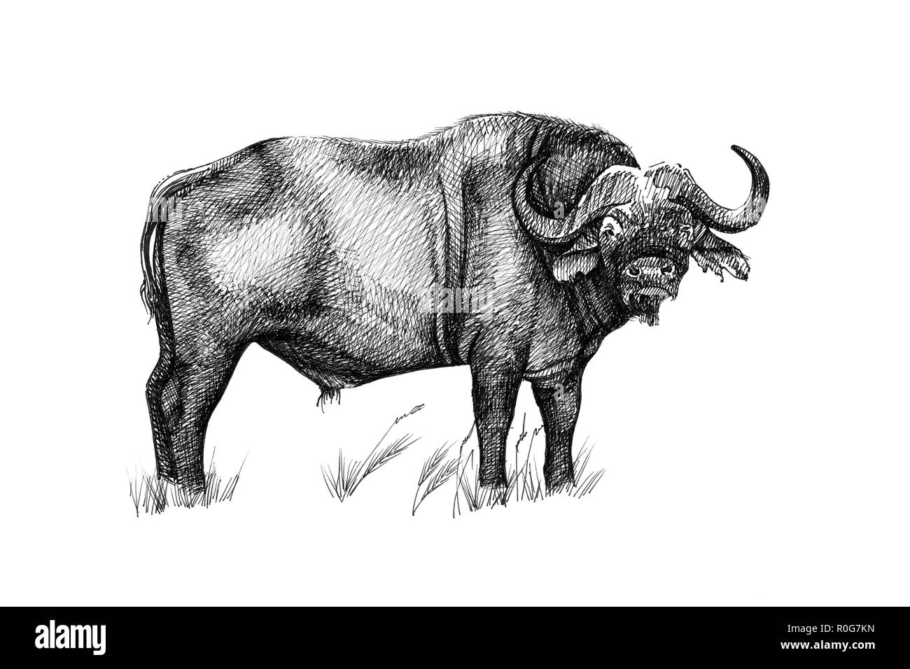 Buffalo hand drawn illustrations (originals, no tracing Stock Photo - Alamy