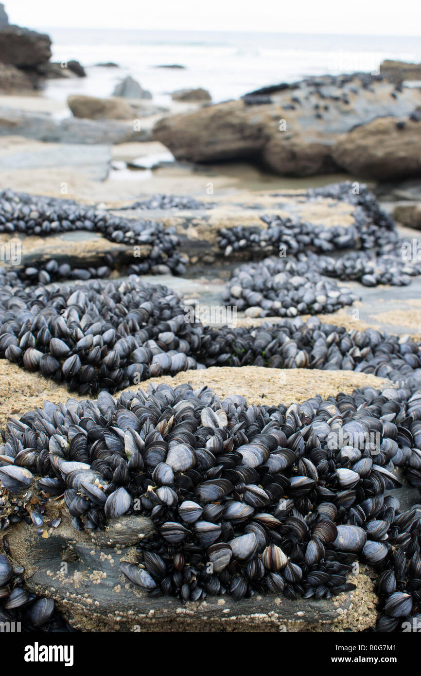 Blue, or common mussels exposed on rocks at low tide Stock Photo