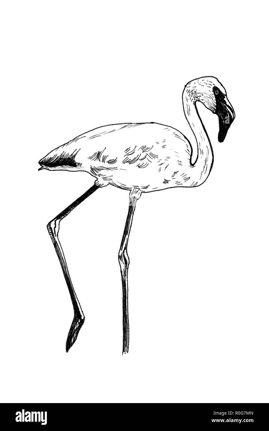 Share 150+ flamingo sketch easy super hot - in.eteachers
